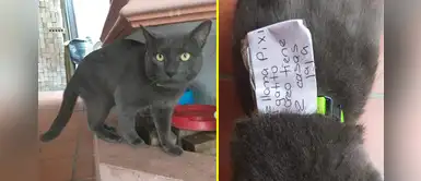 Pixi-huarache, el gato que tiene dos familias humanas fue descubierto y se vuelve viral Pixi-huarache, el gato que tiene dos familias humanas fue descubierto y se vuelve viral