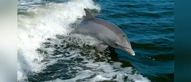 Conoce las distancias mínimas de avistamiento a ballenas y delfines Conoce las distancias mínimas de avistamiento a ballenas y delfines