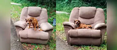 Perrito abandonado junto a un sillón esperaba muy triste a que su familia regrese Perrito abandonado junto a un sillón esperaba muy triste a que su familia regrese