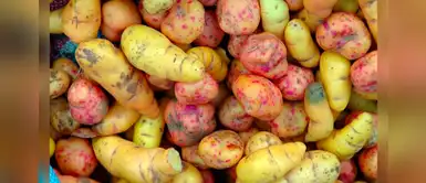 Olluco: Todos los beneficios del superalimento que protege tu piel Olluco: Todos los beneficios del superalimento que protege tu piel