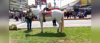 Caballo sufre maltrato animal al trabajar a pleno sol en procesión del Cristo Moreno Caballo sufre maltrato animal al trabajar a pleno sol en procesión del Cristo Moreno