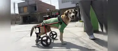 Malhechores le roban silla de ruedas a perrito en Nuevo Chimbote Malhechores le roban silla de ruedas a perrito en Nuevo Chimbote