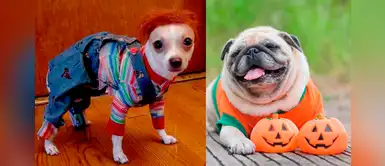 ¿Buscas un nombre para tu perrito? Mira esta lista inspirada en películas de miedo ¿Buscas un nombre para tu perrito? Mira esta lista inspirada en películas de miedo