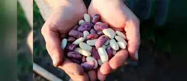 Conoce los beneficios de las legumbres para una dieta saludable Conoce los beneficios de las legumbres para una dieta saludable