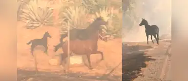 Caballo arriesgó su vida para salvar a su cría durante los incendios en California Caballo arriesgó su vida para salvar a su cría durante los incendios en California