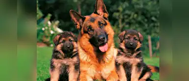 ¿Buscas un nombre bonito y original para perrito? Mira esta lista inspirada en alemán ¿Buscas un nombre bonito y original para perrito? Mira esta lista inspirada en alemán