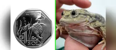 BCRP: la rana gigante del Titicaca es la nueva imagen de la moneda de s/1 BCRP: la rana gigante del Titicaca es la nueva imagen de la moneda de s/1