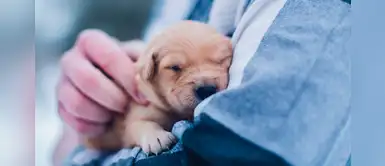 ¿No encuentras el nombre ideal para tu mascota? Mira esta lista inspirada en la paz ¿No encuentras el nombre ideal para tu mascota? Mira esta lista inspirada en la paz