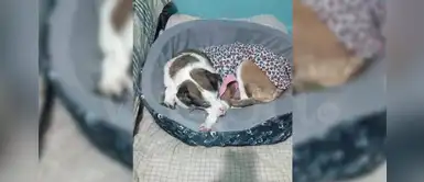 Perrita busca madrinas tras sufrir mutilación de nariz, orejas y colita Perrita busca madrinas tras sufrir mutilación de nariz, orejas y colita