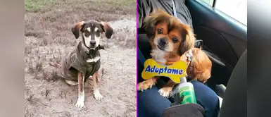 Adoptatón 2019: 50 perros y gatos esperan un nuevo hogar en Jesús María Adoptatón 2019: 50 perros y gatos esperan un nuevo hogar en Jesús María