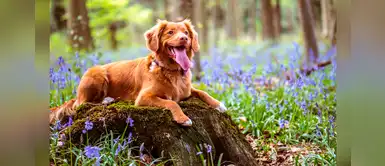 ¿Tu perrito es el rey de la casa? Mira estos elegantes nombres que puedes ponerle ¿Tu perrito es el rey de la casa? Mira estos elegantes nombres que puedes ponerle