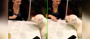 Perrito cuida con su vida el celular de su dueño y no deja que la novia lo agarre Perrito cuida con su vida el celular de su dueño y no deja que la novia lo agarre