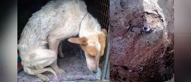 Director de colegio indigna al mundo al enterrar viva a perrita por "ser una molestia” Director de colegio indigna al mundo al enterrar viva a perrita por "ser una molestia”