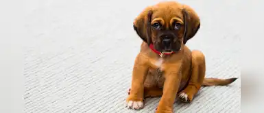 ¿Buscas un nombre especial para tu mascota? Mira esta lista inspirada en el Viejo Oeste ¿Buscas un nombre especial para tu mascota? Mira esta lista inspirada en el Viejo Oeste