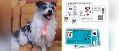 Reniac: la nueva página de identificación para mascotas causa sensación en redes Reniac: la nueva página de identificación para mascotas causa sensación en redes