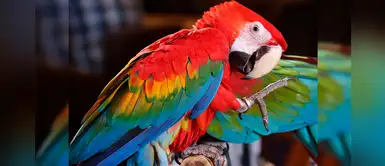 Conoce a las aves más representativas de la Amazonía peruana Conoce a las aves más representativas de la Amazonía peruana