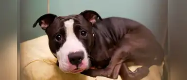 ¡Indignante! Familia abandona a su perrito en un refugio porque iban a tener un bebé ¡Indignante! Familia abandona a su perrito en un refugio porque iban a tener un bebé