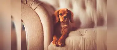 Te enseñamos a quitar los pelos de tus mascotas de los muebles en pocos minutos Te enseñamos a quitar los pelos de tus mascotas de los muebles en pocos minutos