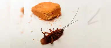 Remedios caseros para eliminar las cucarachas en casa de manera rápida y fácil Remedios caseros para eliminar las cucarachas en casa de manera rápida y fácil