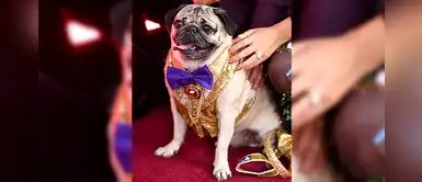 Doug The Pug, el perrito más famoso triunfa en los People's Choice Awards 2019 Doug The Pug, el perrito más famoso triunfa en los People's Choice Awards 2019