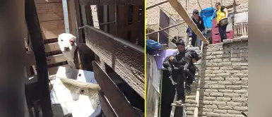 Rescatan a perros en condiciones infrahumanas en Barranca Rescatan a perros en condiciones infrahumanas en Barranca