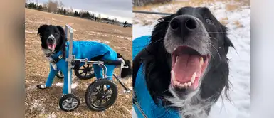 Perrito ciego con trastorno cerebral fue rechazado varias veces, pero ahora vive feliz Perrito ciego con trastorno cerebral fue rechazado varias veces, pero ahora vive feliz