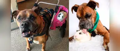 Perrito en silla de ruedas lleva a su mejor amigo a todos lados Perrito en silla de ruedas lleva a su mejor amigo a todos lados