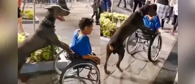 Perrito ayuda a niño con habilidades especiales y conmueve a miles en Twitter Perrito ayuda a niño con habilidades especiales y conmueve a miles en Twitter
