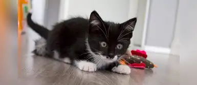 10 nombres hermosos para gatitos hembras y machos en alemán 10 nombres hermosos para gatitos hembras y machos en alemán