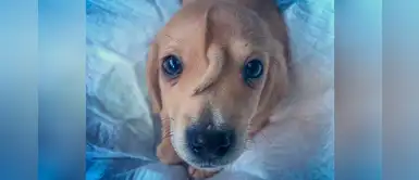 Perrito “unicornio” fue abandonado y ahora conquista a Internet por ser diferente Perrito “unicornio” fue abandonado y ahora conquista a Internet por ser diferente