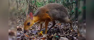 Un pequeño rumiante reaparece luego de 25 años en Vietnam Un pequeño rumiante reaparece luego de 25 años en Vietnam
