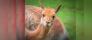 Parque de las Leyendas conmemora hoy el Día Nacional de la Vicuña Parque de las Leyendas conmemora hoy el Día Nacional de la Vicuña