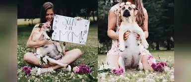 Mira la tierna sesión de fotos de perrita embaraza y que se convierte viral en Twitter Mira la tierna sesión de fotos de perrita embaraza y que se convierte viral en Twitter