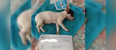 Perrito sufre daño cerebral por el uso de pirotecnia en fiesta patronal Perrito sufre daño cerebral por el uso de pirotecnia en fiesta patronal