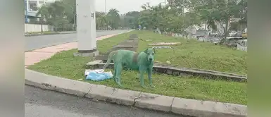 Perrito pintado de verde causa indignación en las redes tras sufrir maltrato animal Perrito pintado de verde causa indignación en las redes tras sufrir maltrato animal