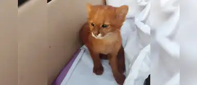 Mujer rescata a un gatito indefenso sin saber que se trataba de un puma Mujer rescata a un gatito indefenso sin saber que se trataba de un puma