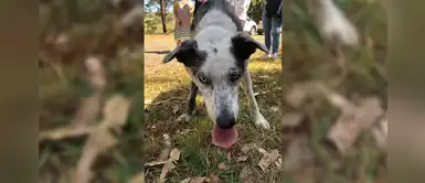 ‘Oso’ el perro que busca koalas sobrevivientes de los incendios forestales en Australia ‘Oso’ el perro que busca koalas sobrevivientes de los incendios forestales en Australia