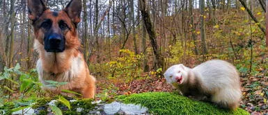 La insólita amistad entre un perro y un hurón que enternece Instagram La insólita amistad entre un perro y un hurón que enternece Instagram