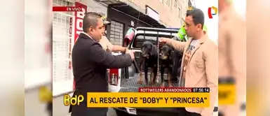 SMP: rescatan a perros rottweilers encerrados durante 4 meses en un departamento SMP: rescatan a perros rottweilers encerrados durante 4 meses en un departamento