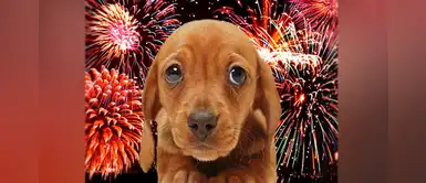 Navidad y Año Nuevo: ¿Cómo proteger a tu mascota del estruendo de los fuegos artificiales? Navidad y Año Nuevo: ¿Cómo proteger a tu mascota del estruendo de los fuegos artificiales?