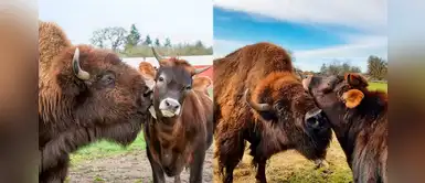 Helen, la bisonte ciega que tiene su primer amigo luego de cuatro años de soledad Helen, la bisonte ciega que tiene su primer amigo luego de cuatro años de soledad