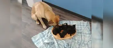 Perrito se compadece de cinco gatos abandonados y los protege del frío Perrito se compadece de cinco gatos abandonados y los protege del frío