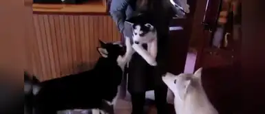 Perrito se conmueve al ver a su cachorro por primera vez y se vuelve viral Perrito se conmueve al ver a su cachorro por primera vez y se vuelve viral
