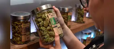 Cannabis medicinal para tratar dolores crónicos Cannabis medicinal para tratar dolores crónicos