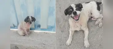 Perrito fue rescatado y agradece con una hermosa sonrisa Perrito fue rescatado y agradece con una hermosa sonrisa