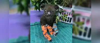 Fallece Lewis, el famoso koala rescatado de un incendio forestal en Australia Fallece Lewis, el famoso koala rescatado de un incendio forestal en Australia