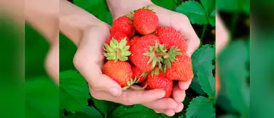 Así se prepara un delicioso jugo para combatir tus arrugas Así se prepara un delicioso jugo para combatir tus arrugas