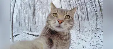 El "gato selfie" que triunfa en redes sociales El "gato selfie" que triunfa en redes sociales