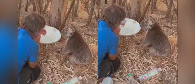 Koala rescatado de incendios forestales conmueve al reaccionar con humano que le da agua Koala rescatado de incendios forestales conmueve al reaccionar con humano que le da agua
