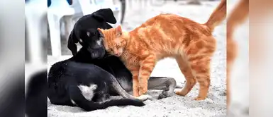 ¡Atención! Campaña de esterilización gratuita para perros y gatos en SMP ¡Atención! Campaña de esterilización gratuita para perros y gatos en SMP